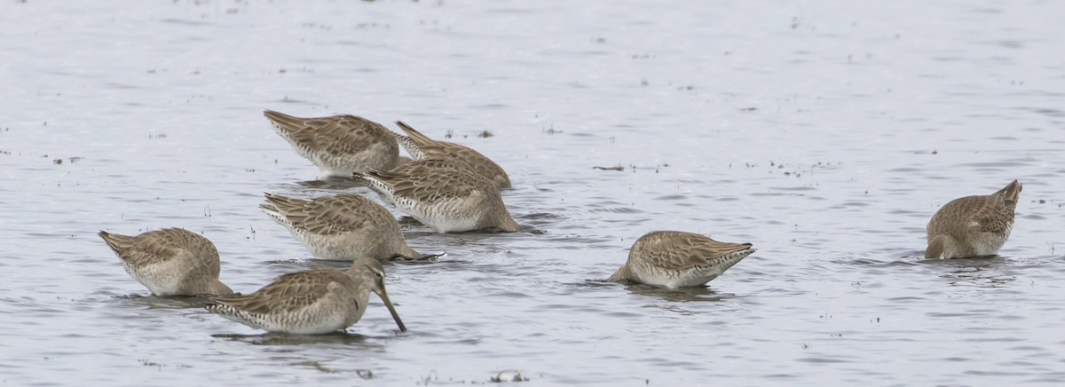 Long-billed Dowitcher - ML202626191