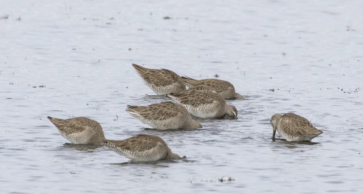 Long-billed Dowitcher - ML202626201