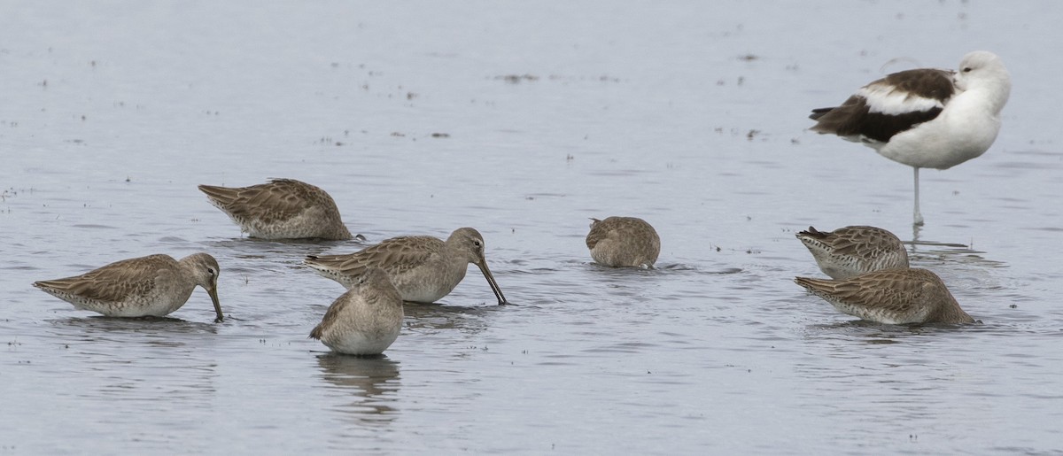 Long-billed Dowitcher - ML202626241