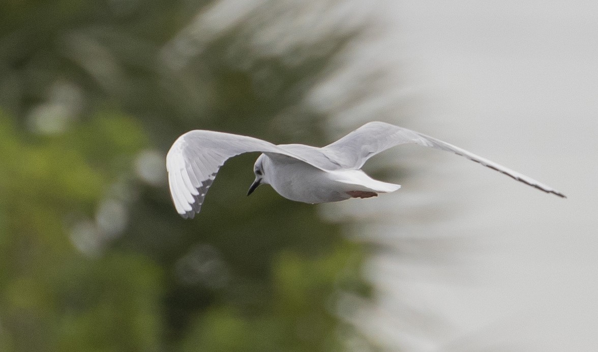 Mouette de Bonaparte - ML202626331