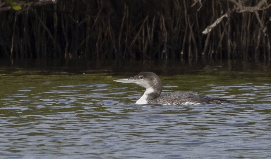 Plongeon huard - ML202626431