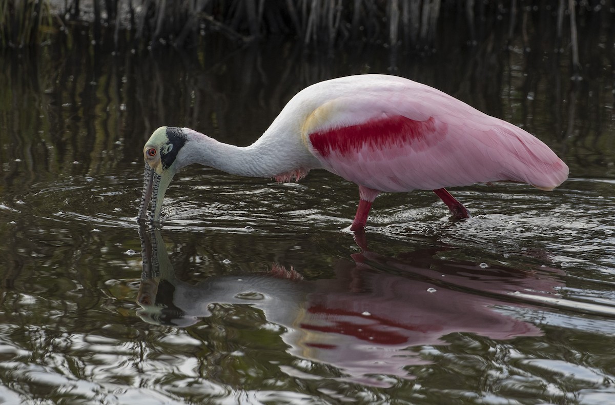 Roseate Spoonbill - ML202626671