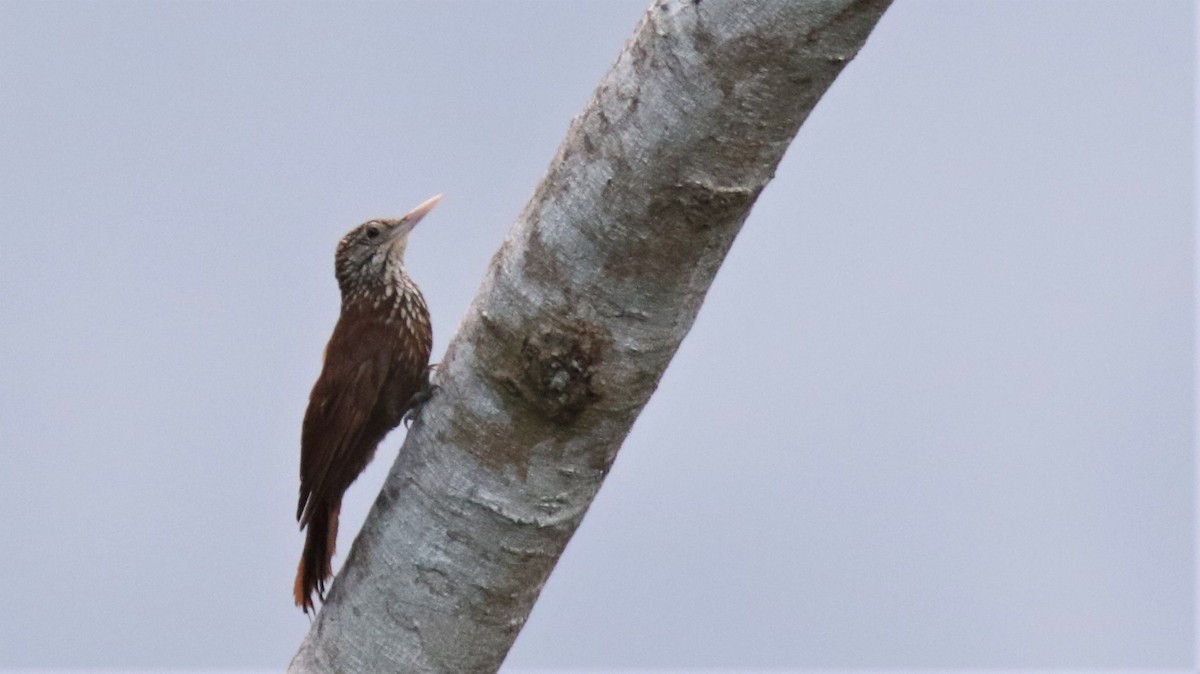 Straight-billed Woodcreeper - Jim Tietz