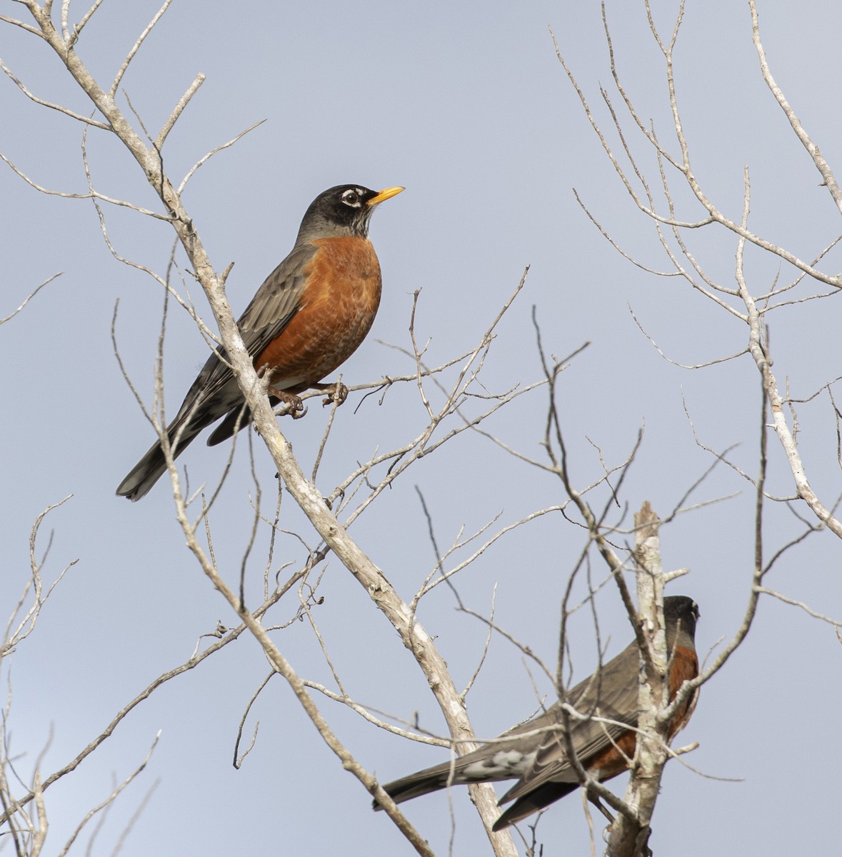 American Robin - ML202626691