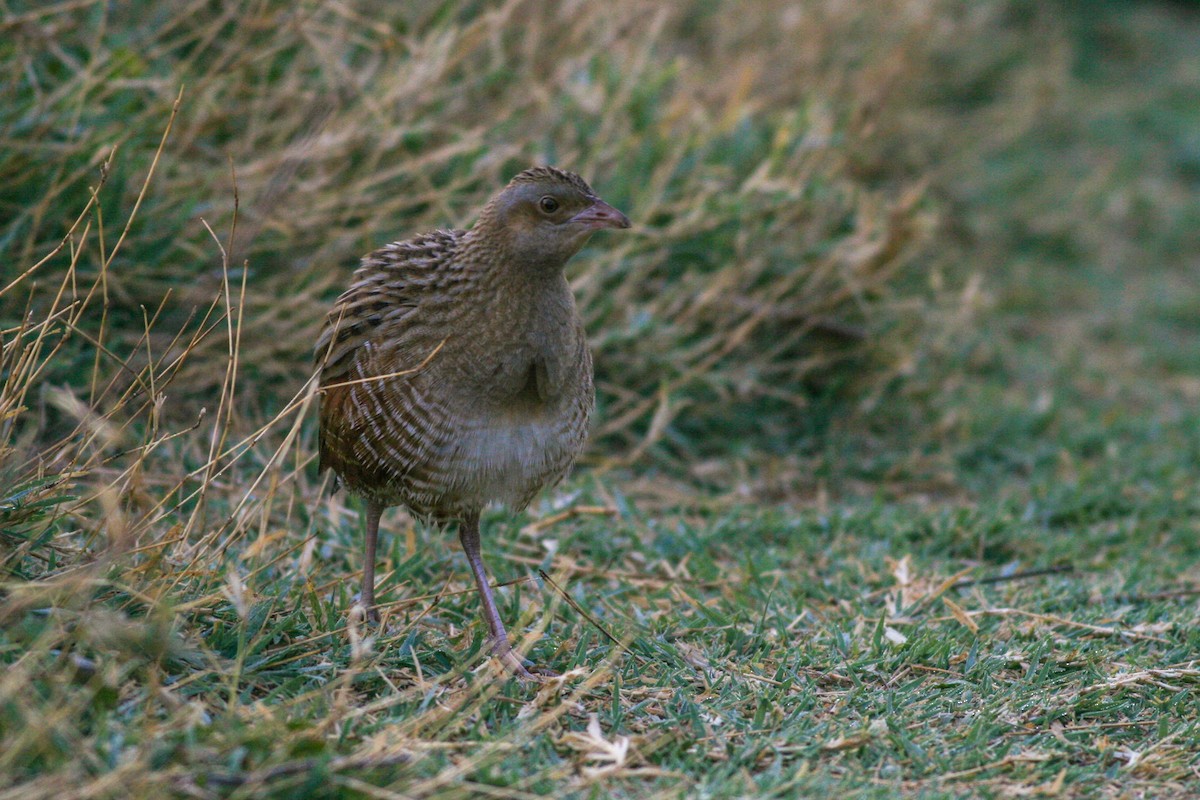 Corn Crake - ML202627201