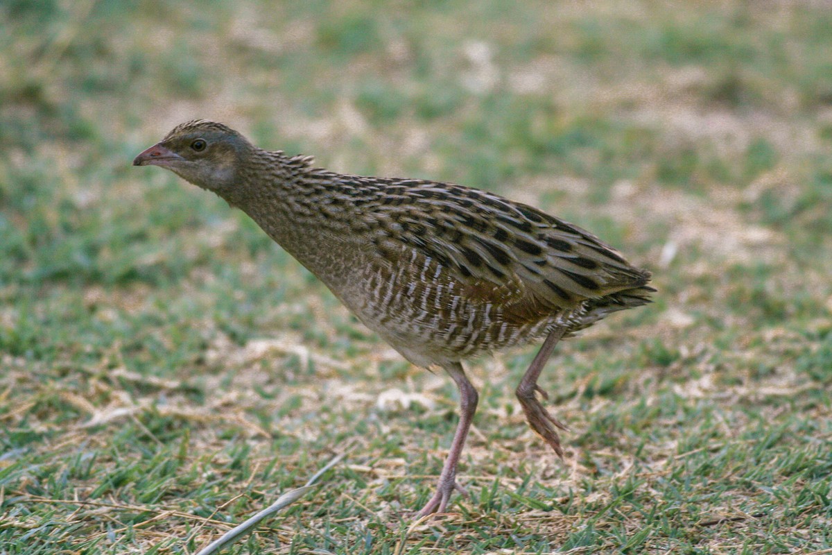 Corn Crake - ML202627241