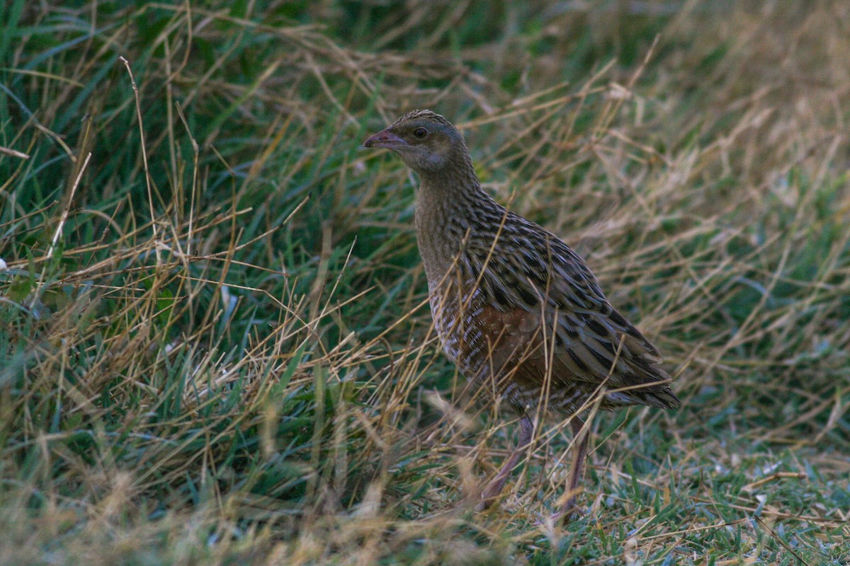 Corn Crake - ML202627251