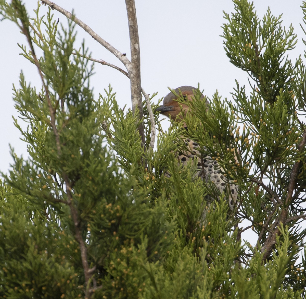 Northern Flicker - ML202627451