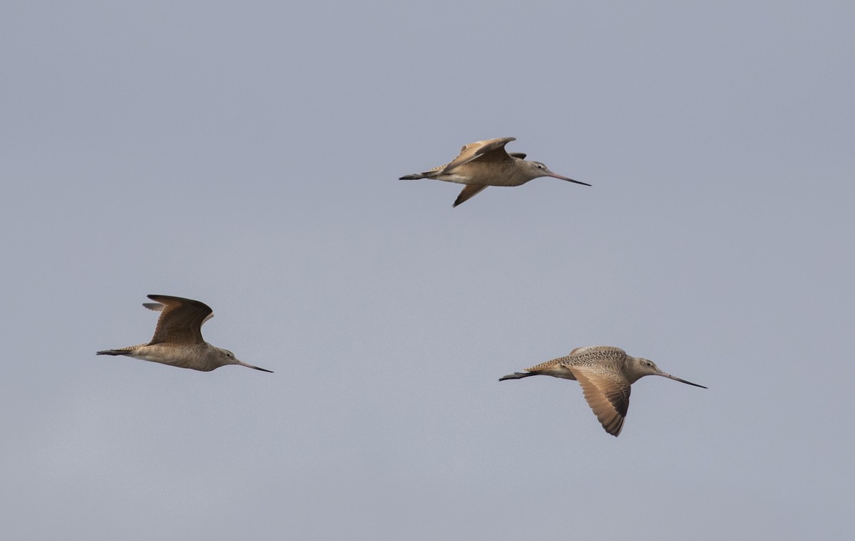 Marbled Godwit - ML202627481