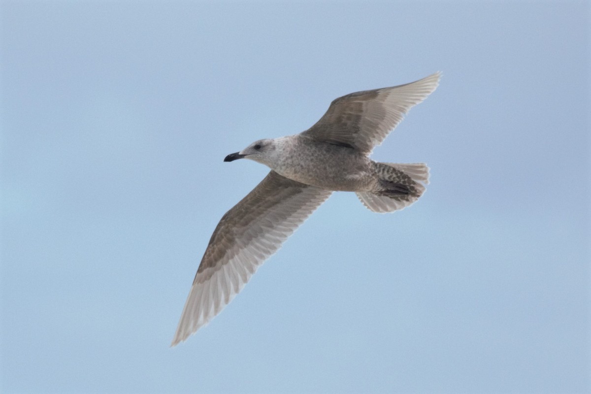 Glaucous-winged Gull - Jonathan Plissner