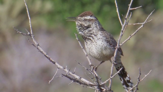 Cactus Wren - ML202628721