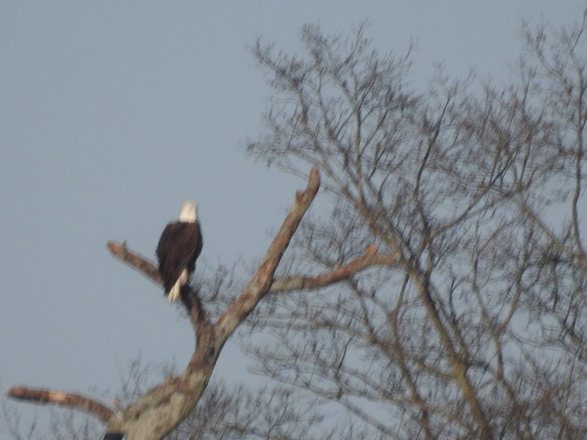 Bald Eagle - Wayne Longbottom