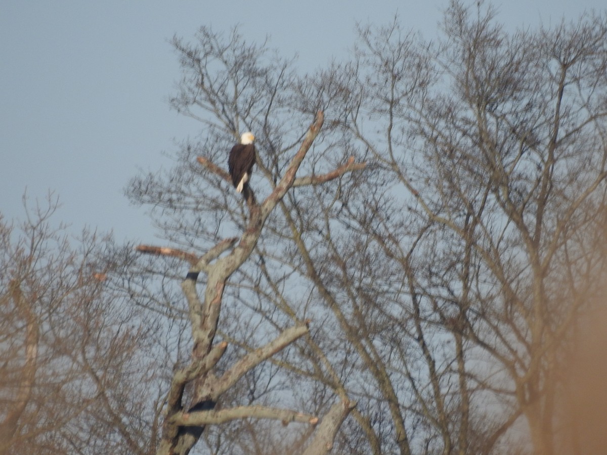 Bald Eagle - ML202630181