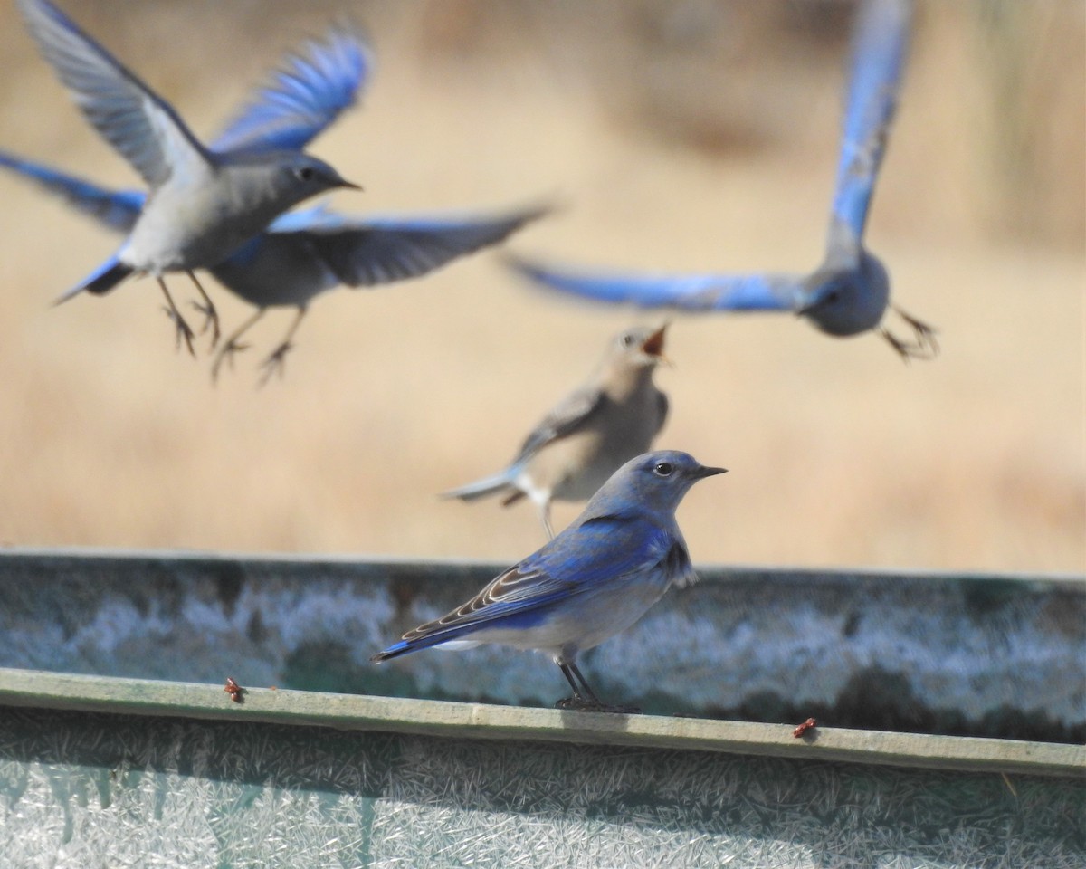 Mountain Bluebird - Rick Kittinger