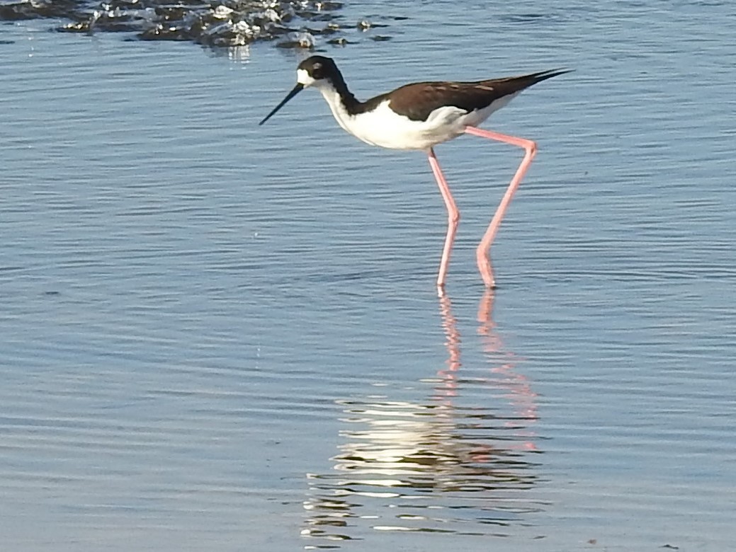 Black-necked Stilt (Hawaiian) - Mel & Jeanne Goff