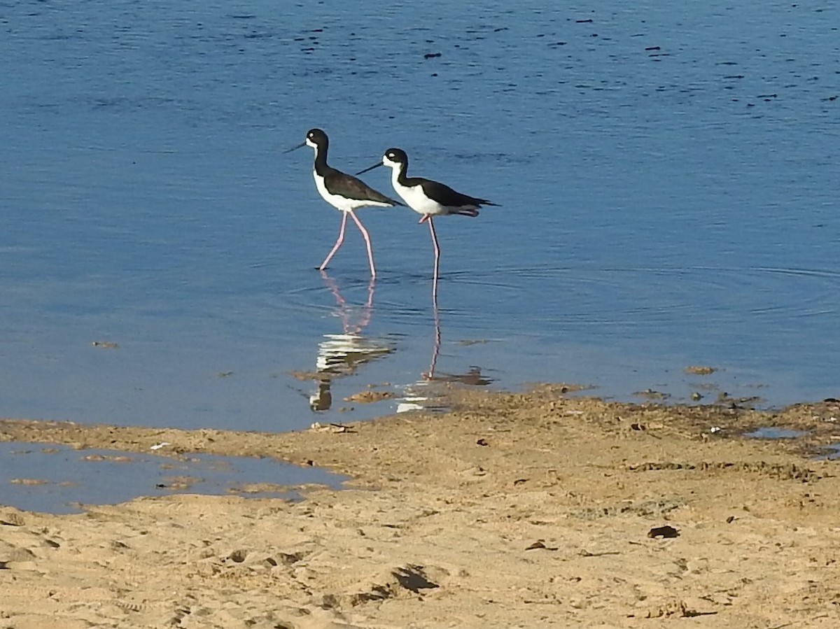 Black-necked Stilt (Hawaiian) - Mel & Jeanne Goff