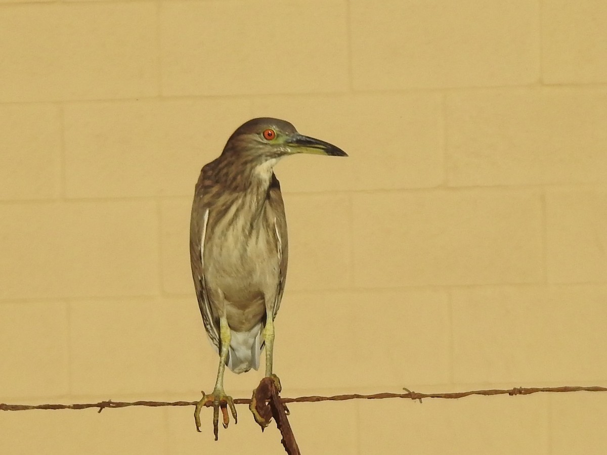 Black-crowned Night Heron - ML202631361