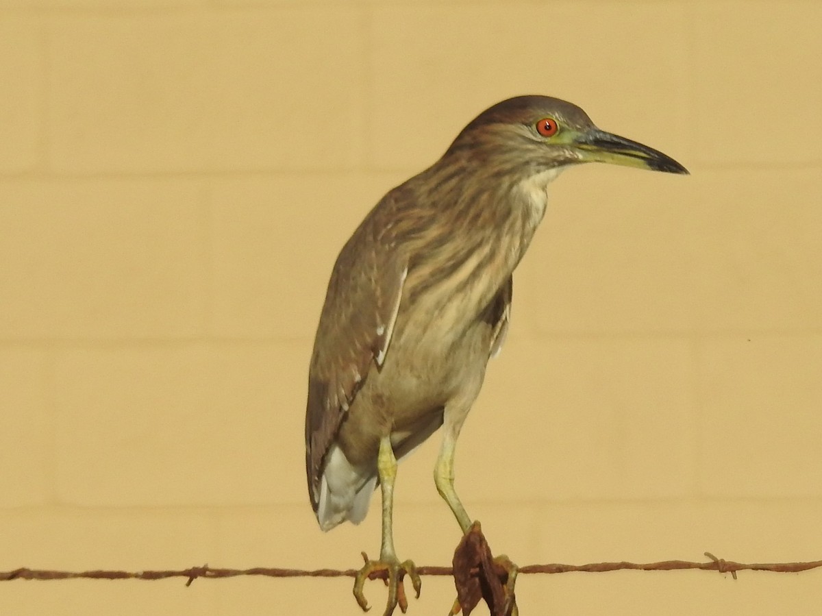 Black-crowned Night Heron - ML202631371