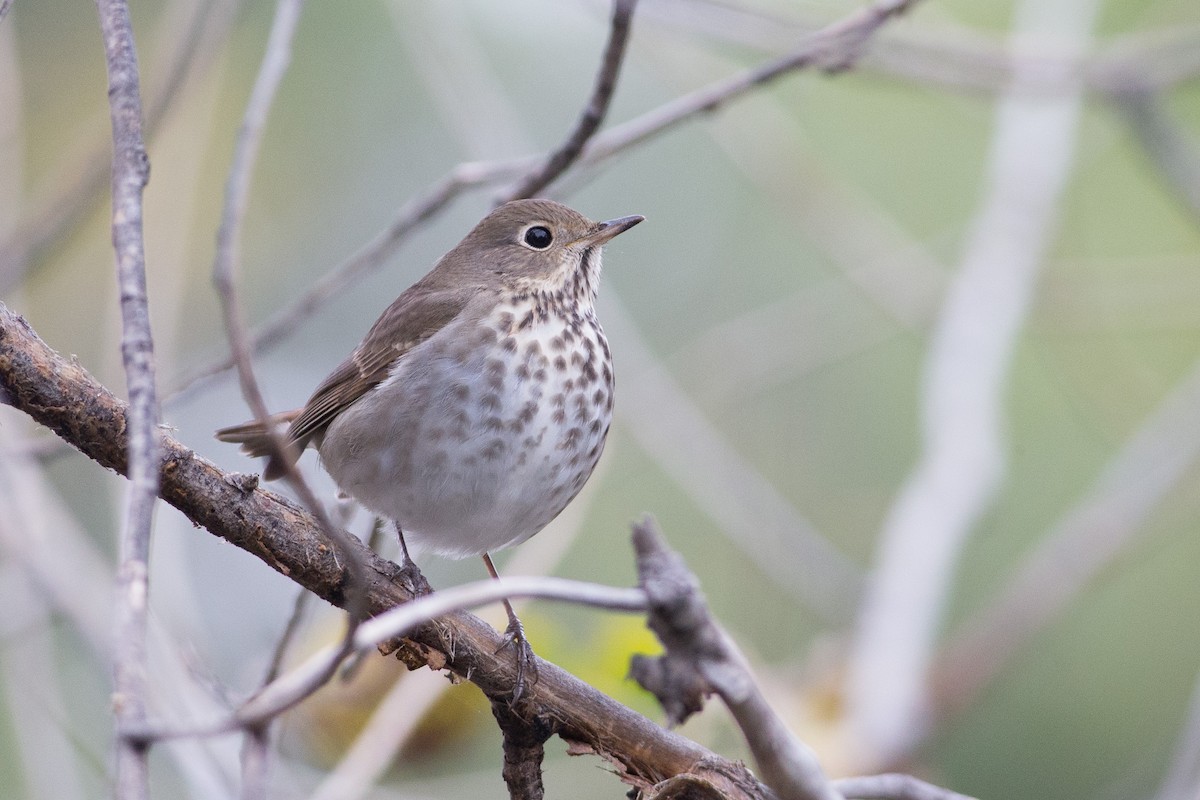 Hermit Thrush - ML20263331