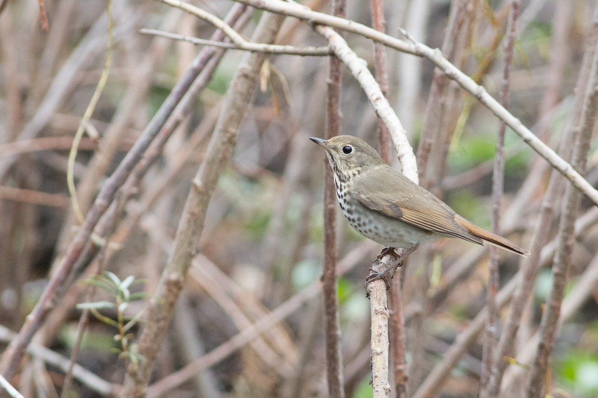 Hermit Thrush - ML20263371