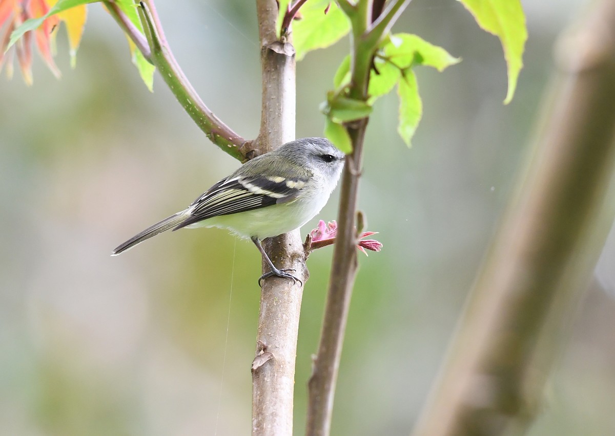 White-tailed Tyrannulet - Joshua Vandermeulen