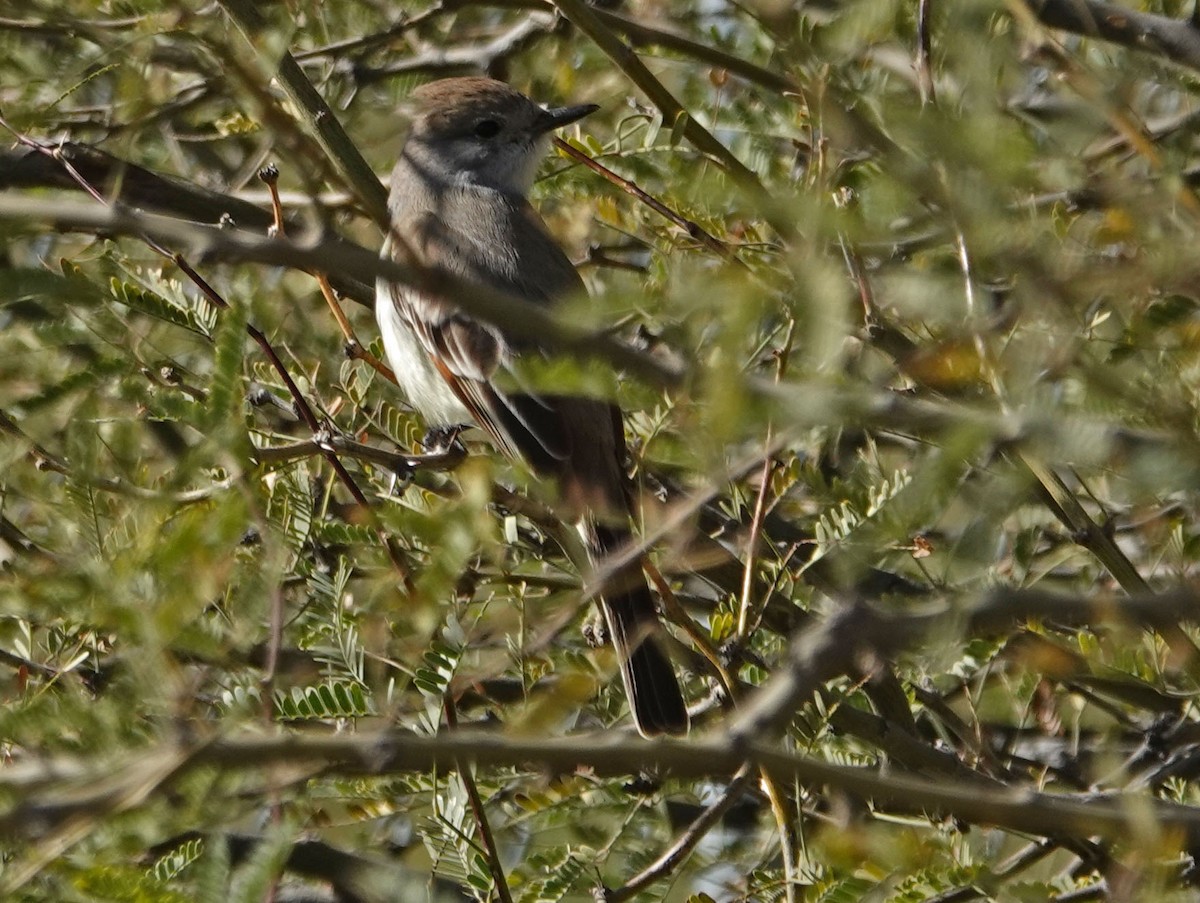 Ash-throated Flycatcher - ML202638071