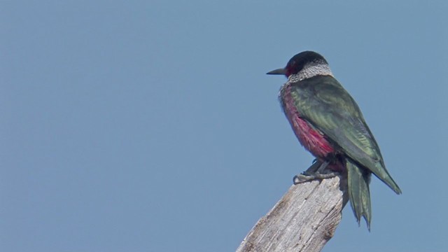 Lewis's Woodpecker - ML202638531