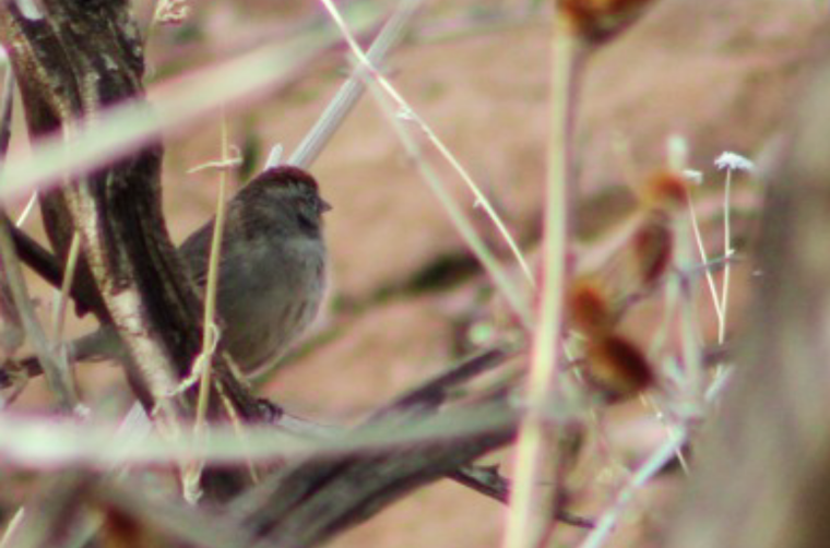 Rufous-crowned Sparrow - ML202639341