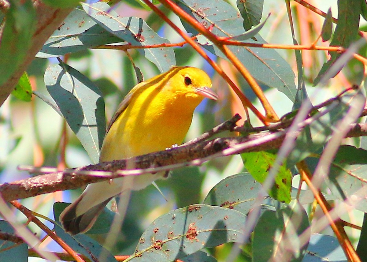 Prothonotary Warbler - Lisa Negri