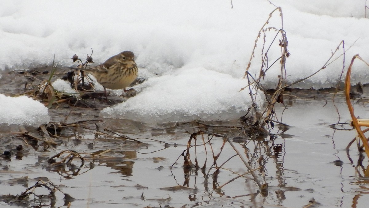 American Pipit - ML202640171