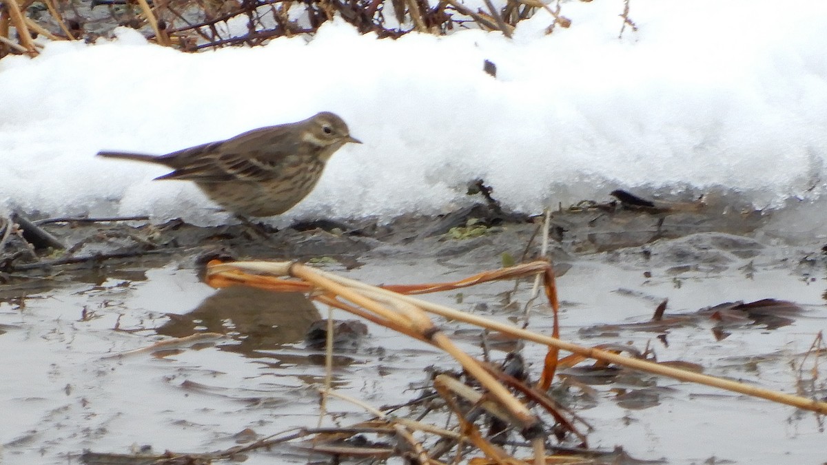 American Pipit - Gary Leeper