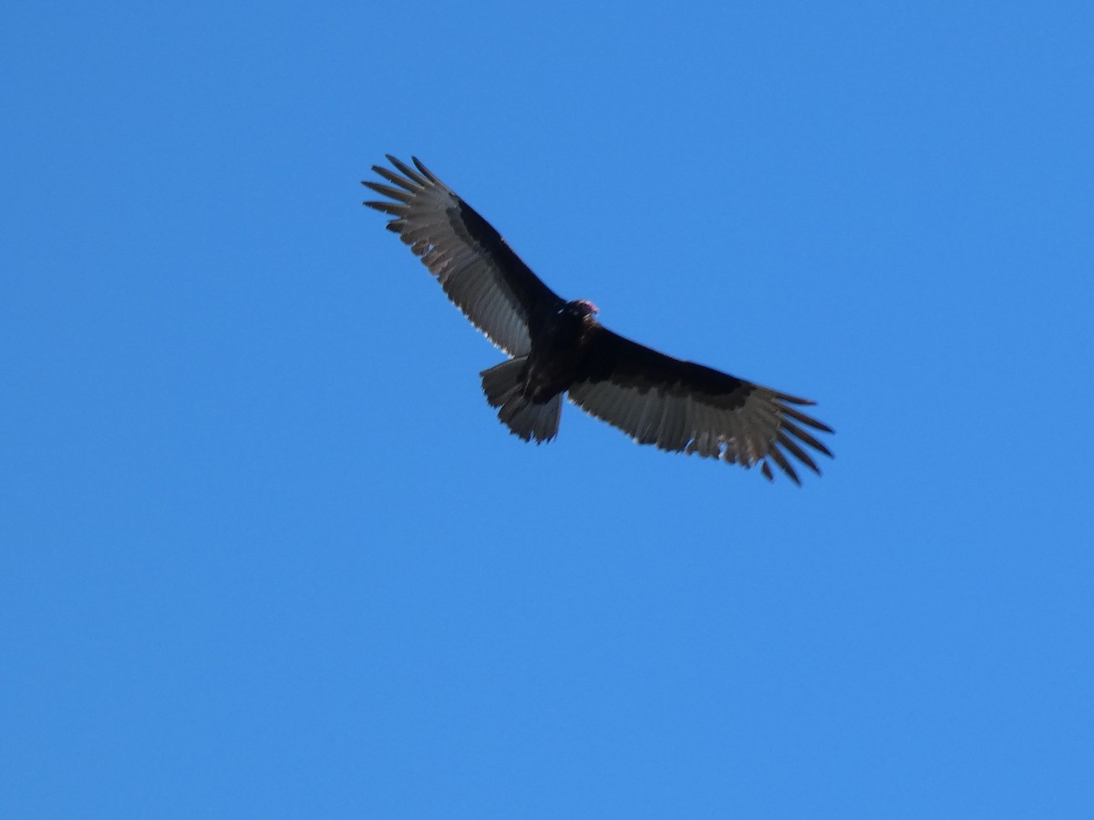 Turkey Vulture - ML202640461