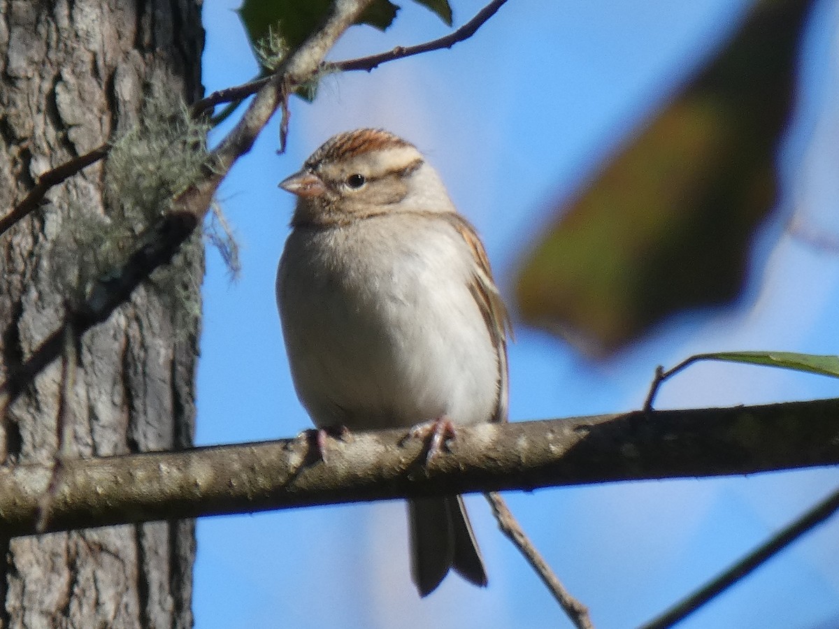 Chipping Sparrow - ML202641051