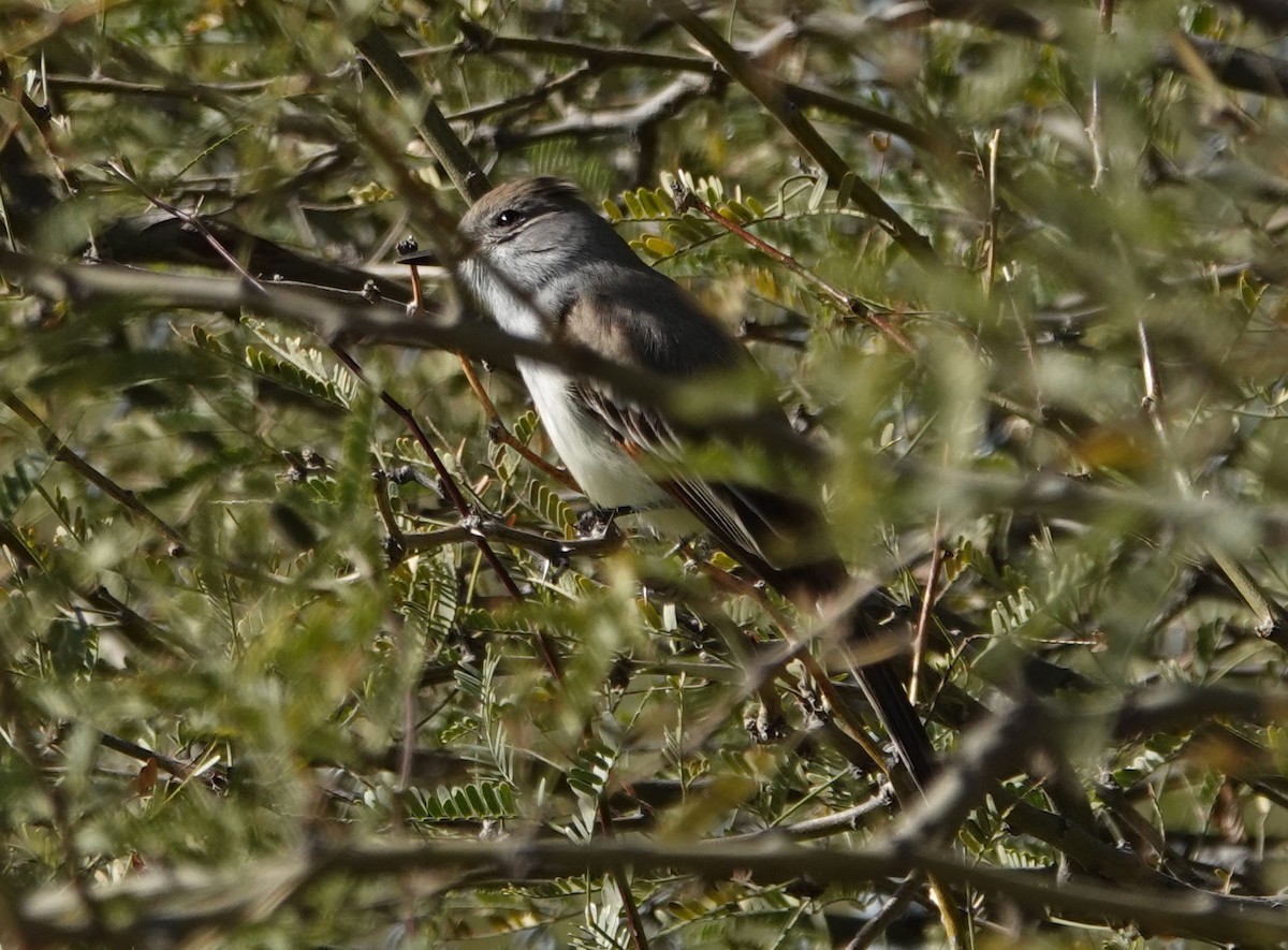 Ash-throated Flycatcher - ML202642031