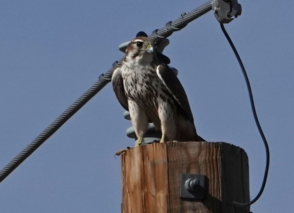 Prairie Falcon - ML202642261