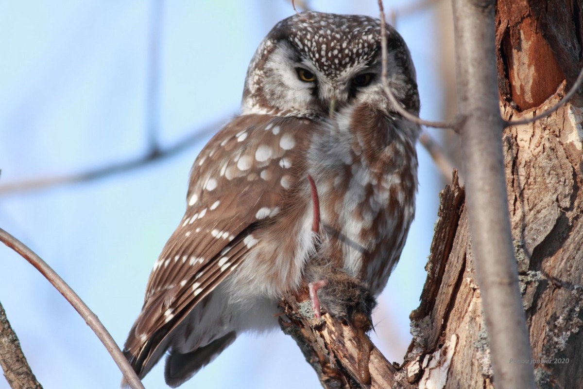 Boreal Owl - ML202643111