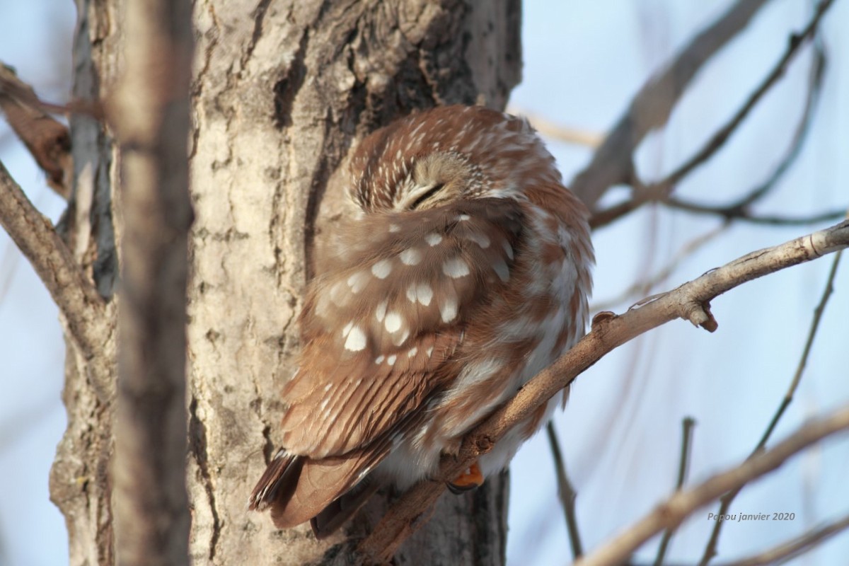 Northern Saw-whet Owl - ML202643891