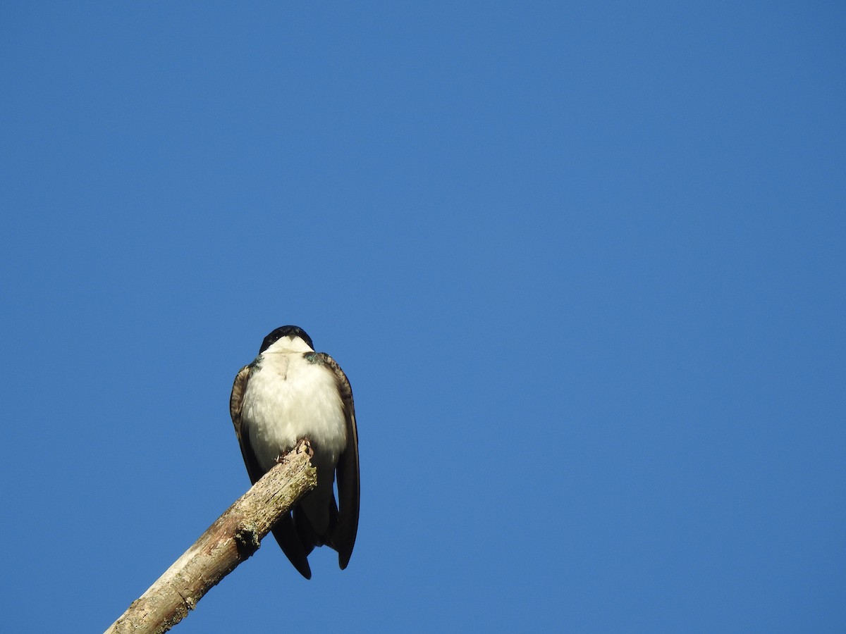 Tree Swallow - Subodh Ghonge