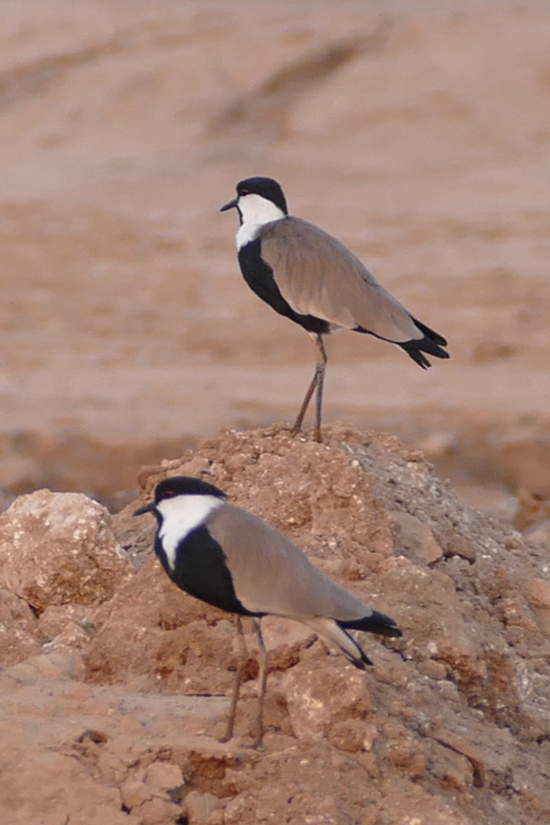 Spur-winged Lapwing - ML20265081
