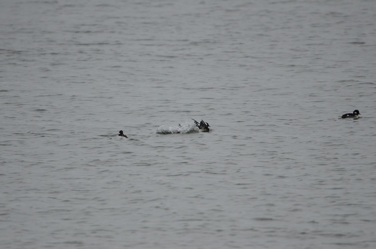 Bufflehead - Judy Riggie