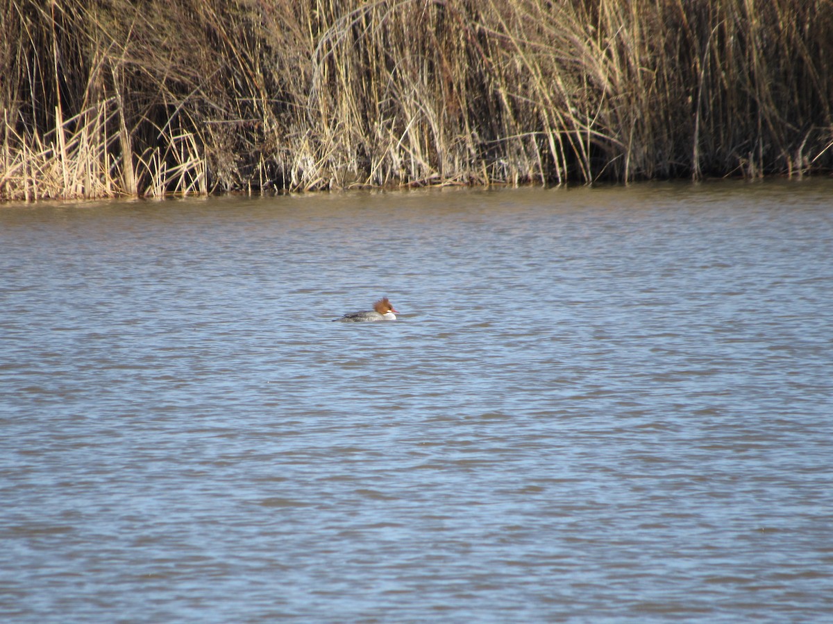 Common Merganser - Regina Doorn