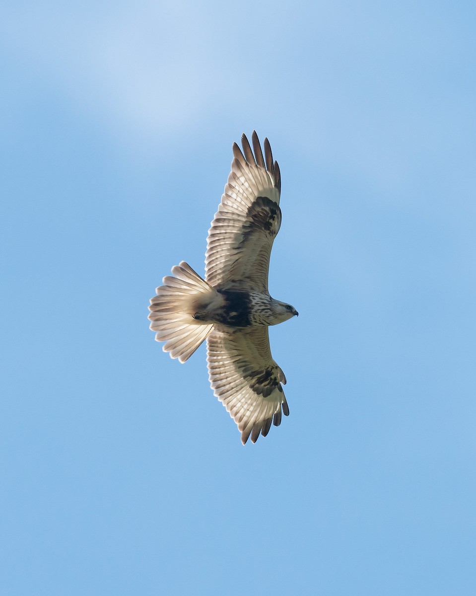 Rough-legged Hawk - ML202652821