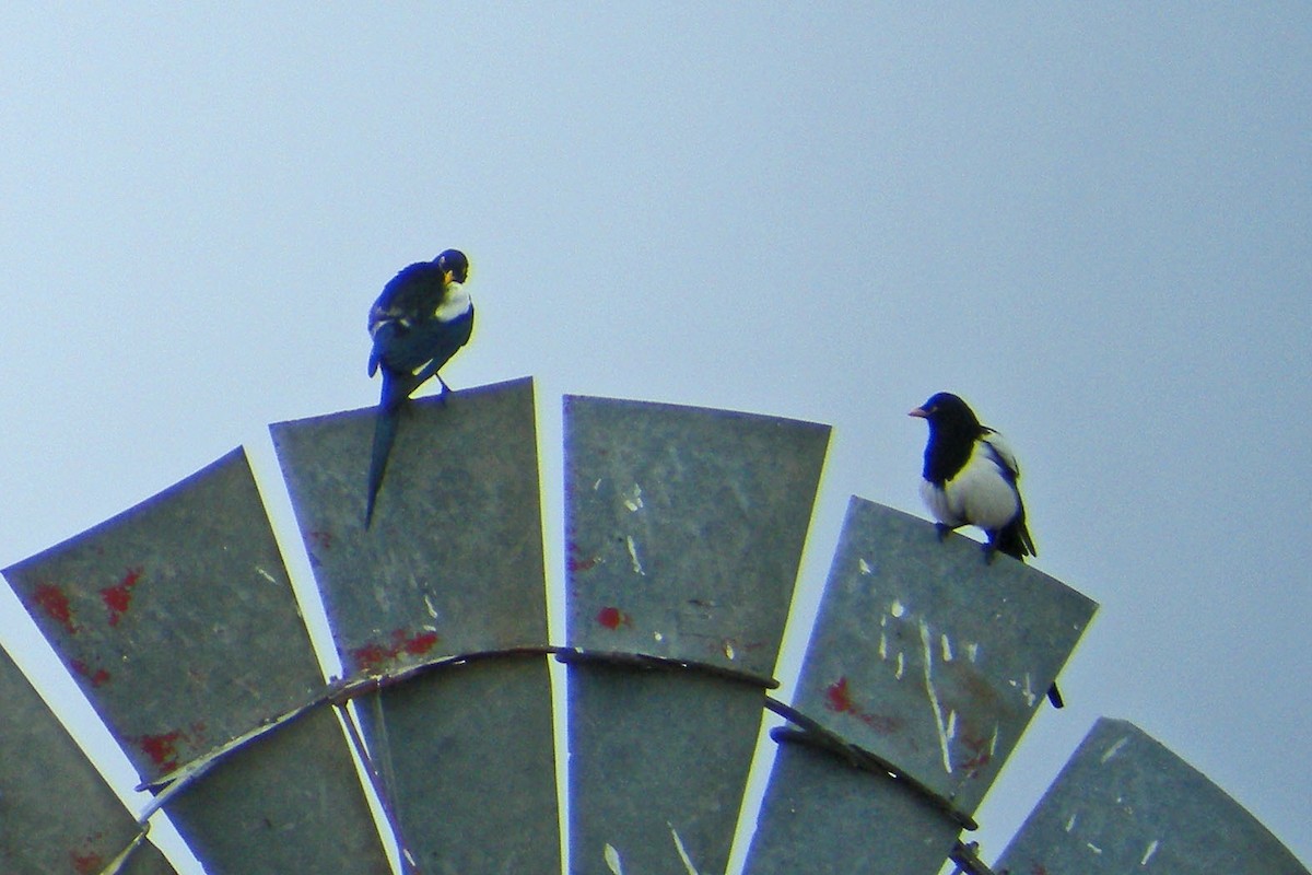 Yellow-billed Magpie - ML20265291