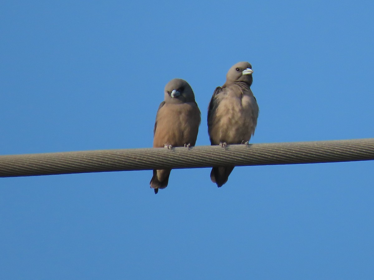 Ashy Woodswallow - ML202658191