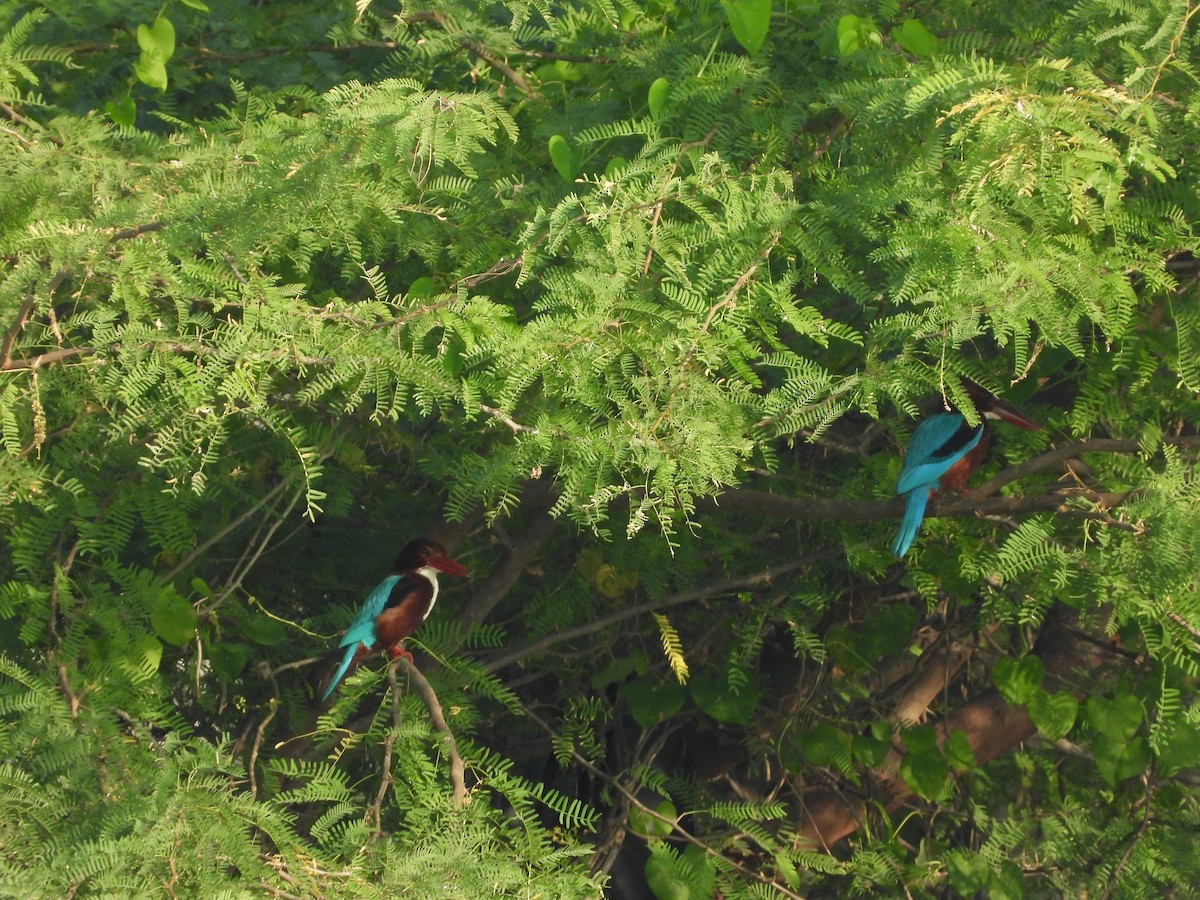 White-throated Kingfisher - ML202658571