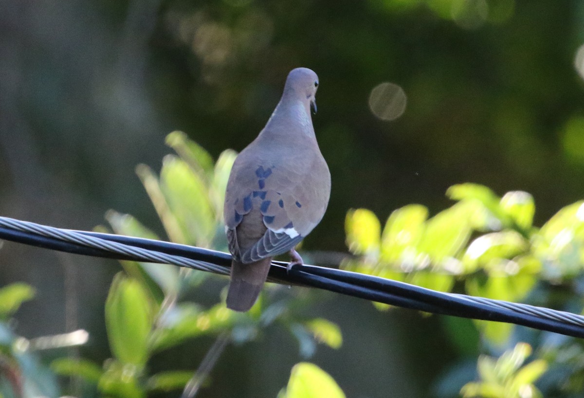 Zenaida Dove - Jeffrey Blalock