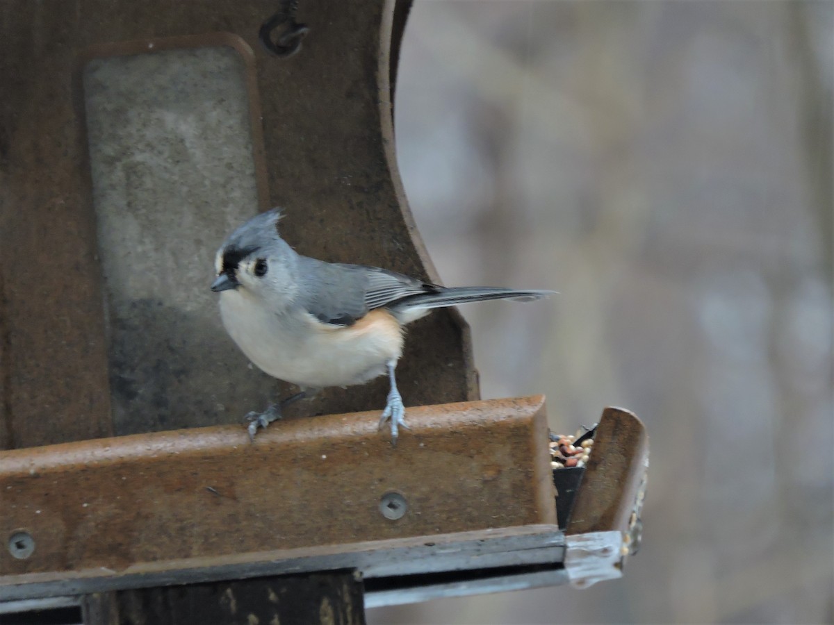 Tufted Titmouse - ML202660531