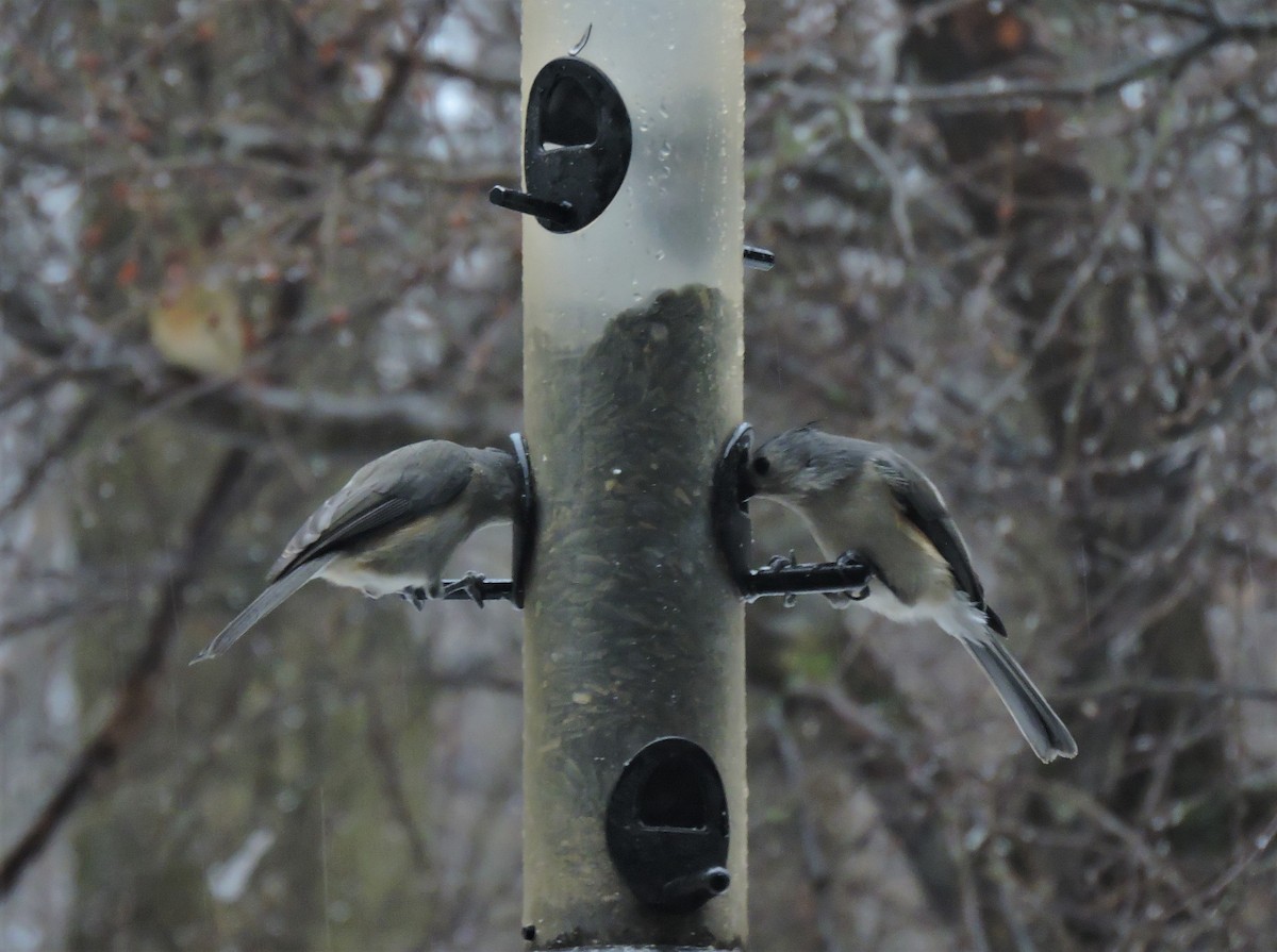 Tufted Titmouse - ML202660621