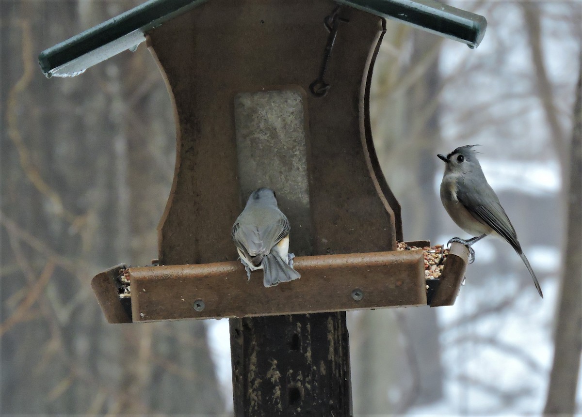 Tufted Titmouse - ML202660641