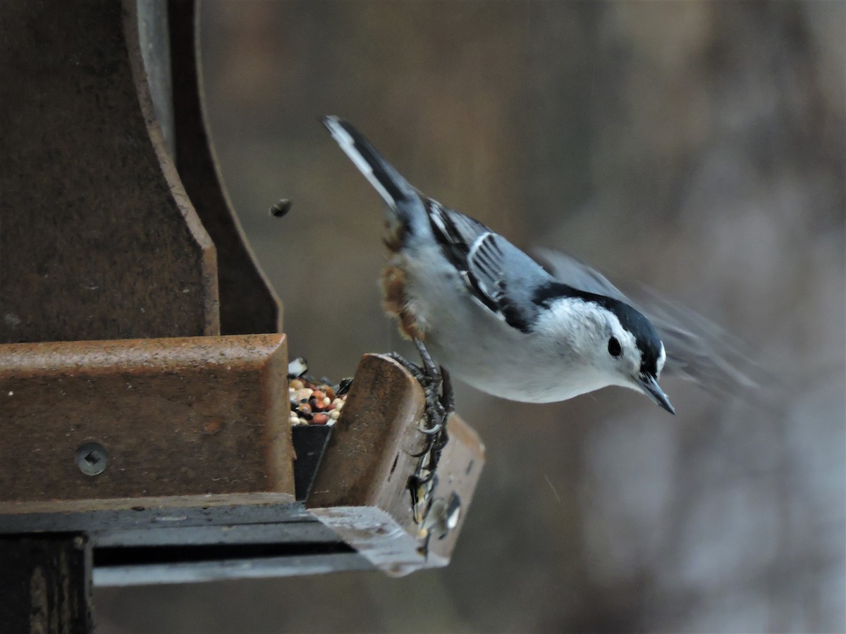 White-breasted Nuthatch - ML202660681